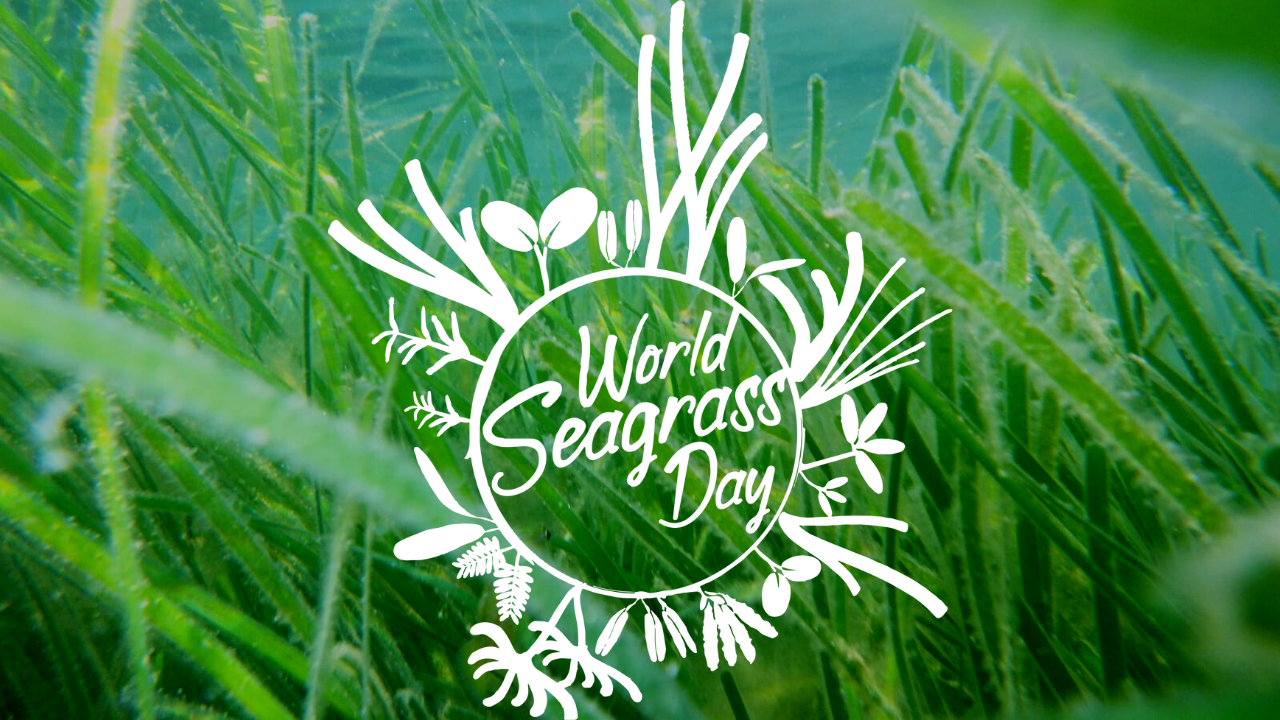 1st March 2024 World Seagrass Day HD Photos